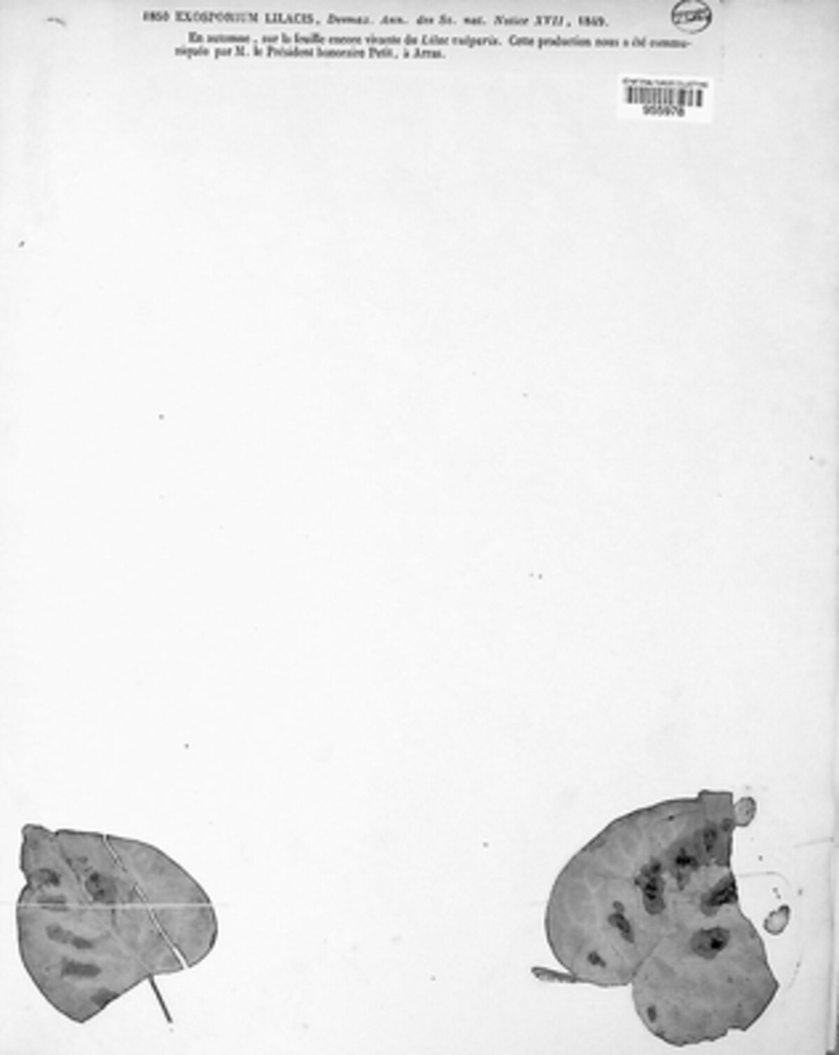 Pseudocercospora lilacis image